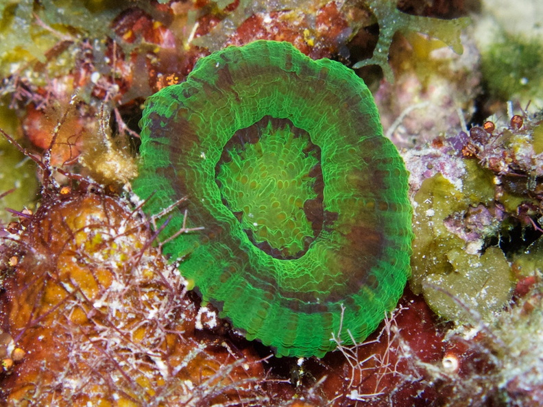Solitary Disk Coral IMG_7682.jpg